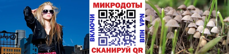 Галлюциногенные грибы Psilocybe Ардатов